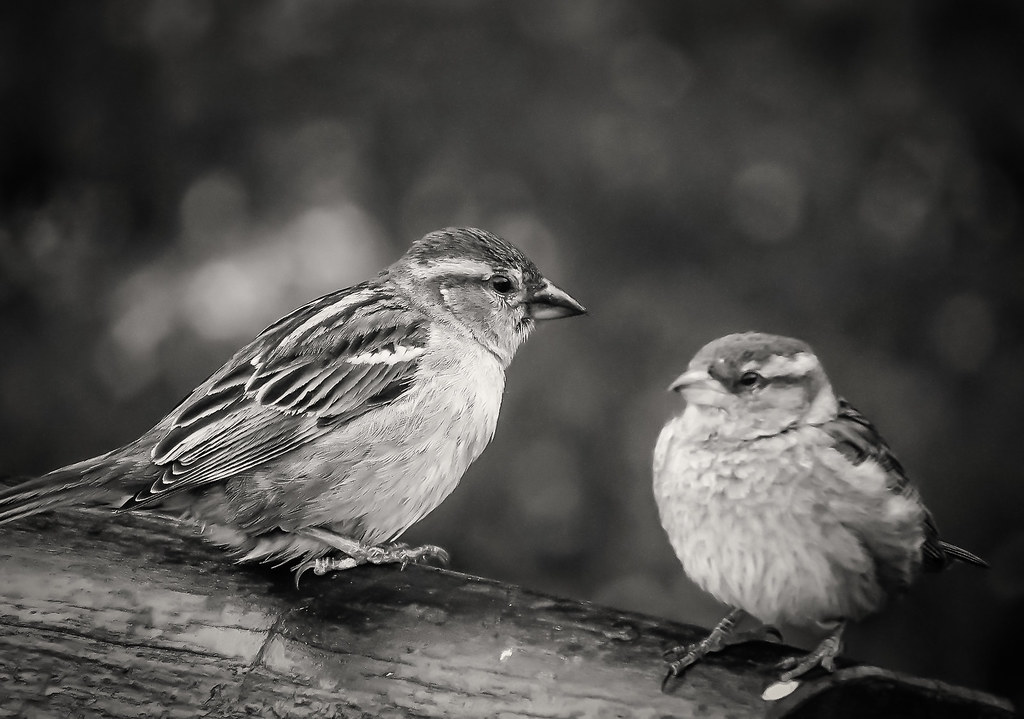 Birding Apps Bring More People Into the Wild
